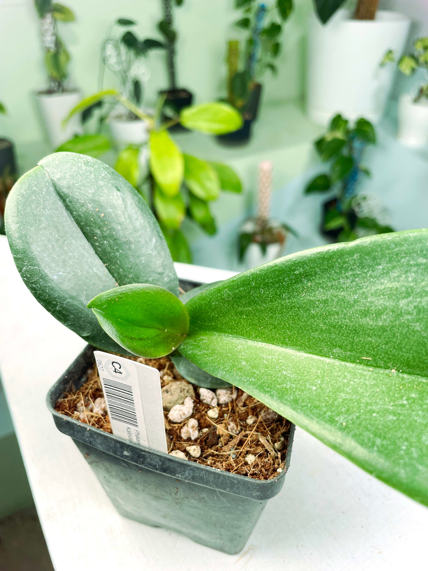 Phalaenopsis Kaleidoscope "65" (3:C4) [627] | US Seller | Exact Plant | In-Stock