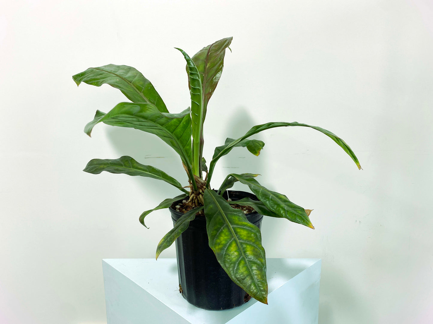 Anthurium red hookeri XXL (3:C1) [999] | Rare Aroid | Exact Plant