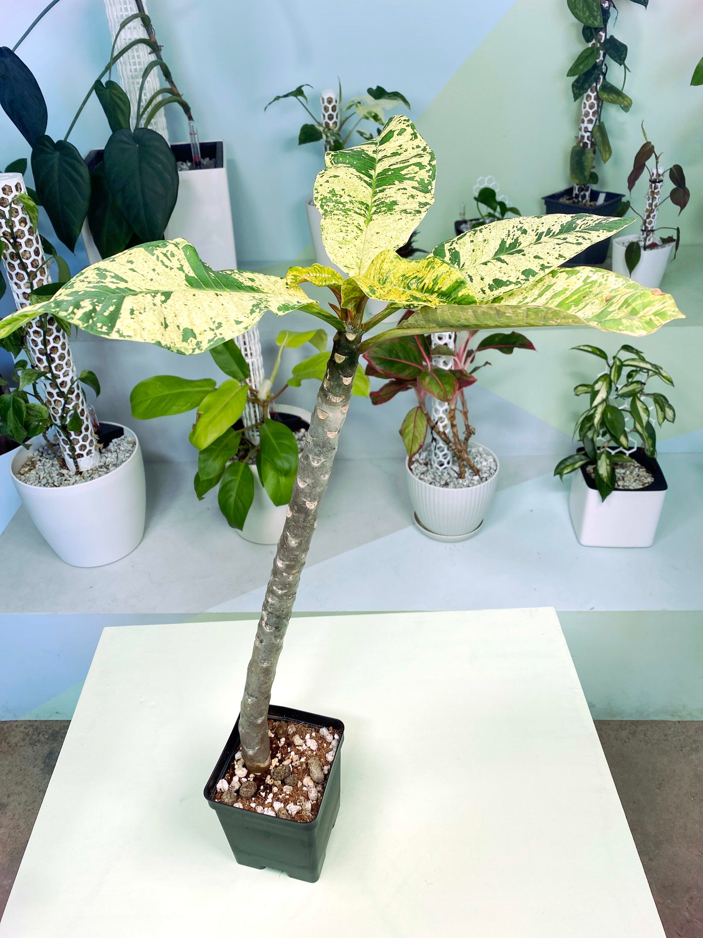 Plumeria variegated (3:S1) [1460] | Exact Plant