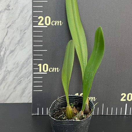 0e0f43d3-6181-4a4b-a281-f391b5a9a2f4.jpg