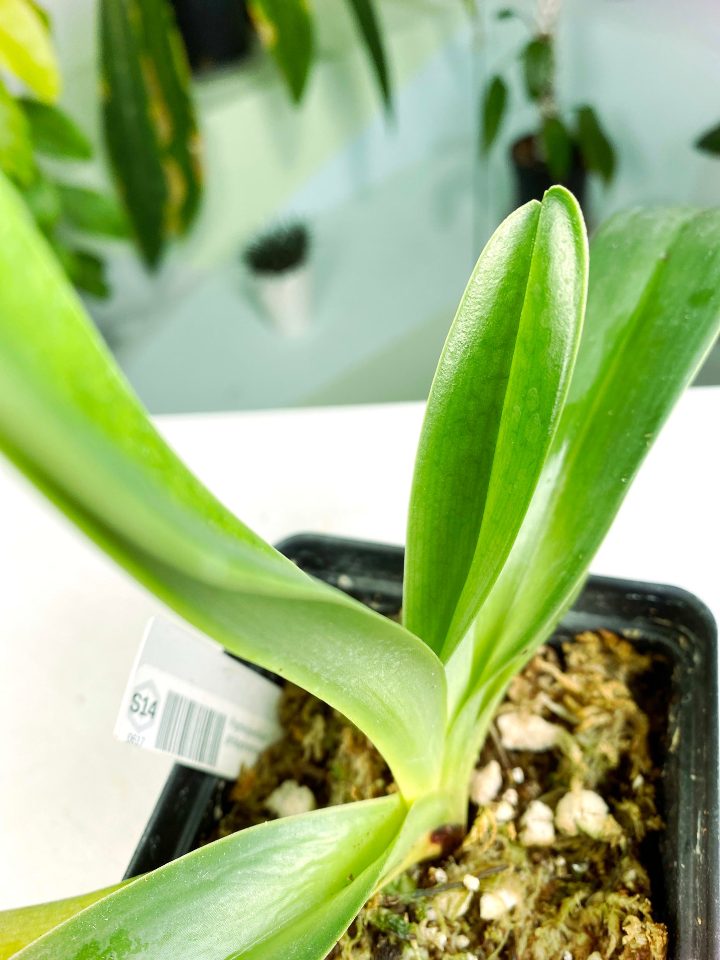 Paphiopedilum philippinense (G:S14) [617] | Exact Plant
