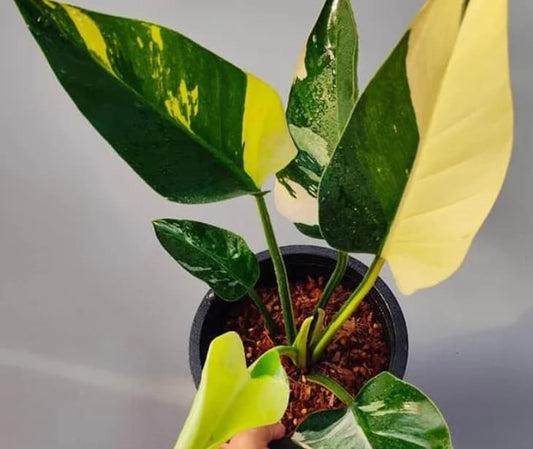 Philodendron "Green Congo" variegated TC Plantlet (NOT marble) *Preorder* (3507P:2) | US-Based Seller | Rare Aroid
