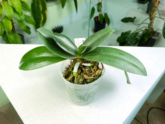 Phalaenopsis Fuller's Gold Stripe '458' (peloric 2 eyes) (G:A18) [1303] | Exact Plant