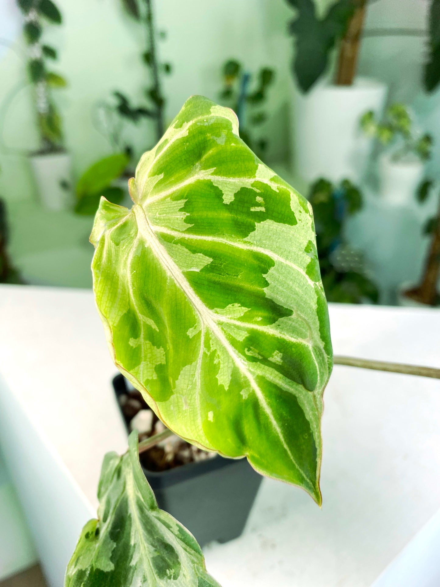 Philodendron gloriosum Variegated / mutation (3:L17) [1295] | US Seller | Rare Aroid | Exact Plant | In-Stock