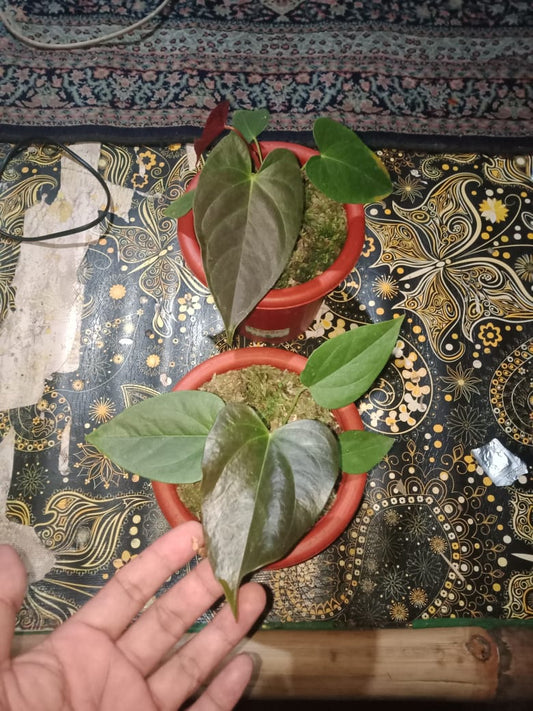 Anthurium moodeanum *Preorder* (5890P:G) | Rare Aroid