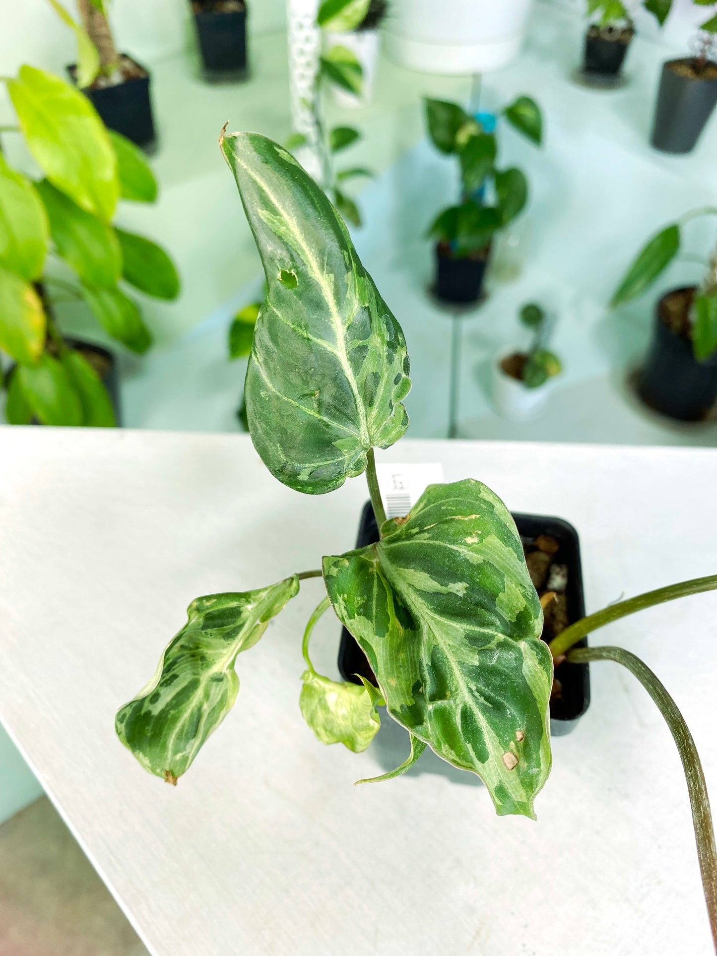 Philodendron gloriosum Variegated / mutation (3:L22) [1295] | US Seller | Rare Aroid | Exact Plant | In-Stock