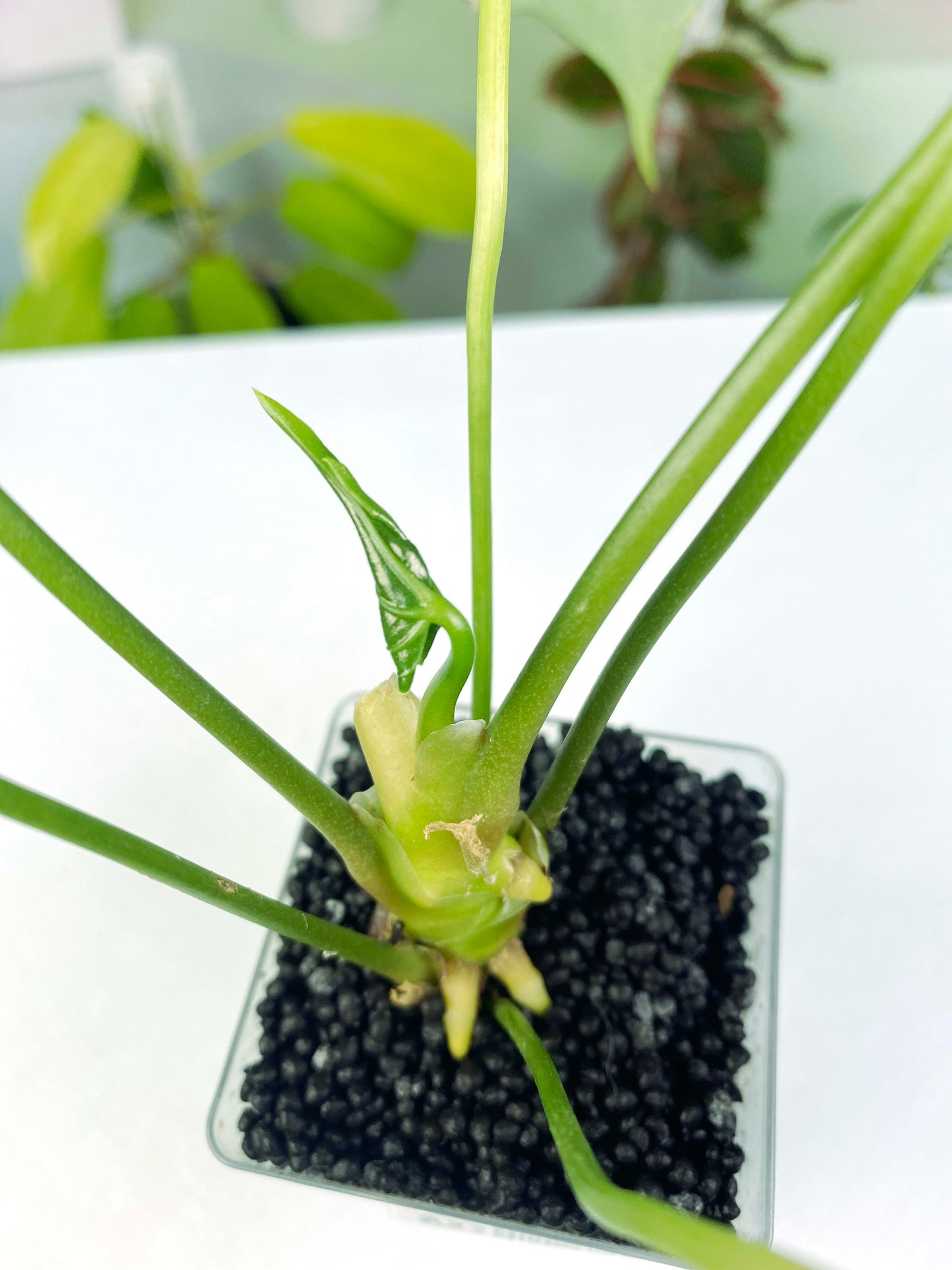 Anthurium × macrolobium (2:A3) [1487] | Rare Aroid | Exact Plant