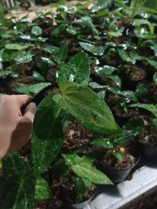 Anthurium papillilaminum × portillae Grower's Choice *Now In Stock* (5557P:G) | Rare Aroid