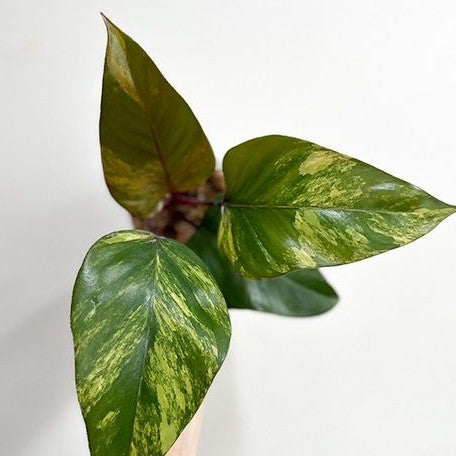 Philodendron Strawberry Shake variegated 2.5" Grower's Choice *Now In Stock* (3883P:G) | Rare Aroid