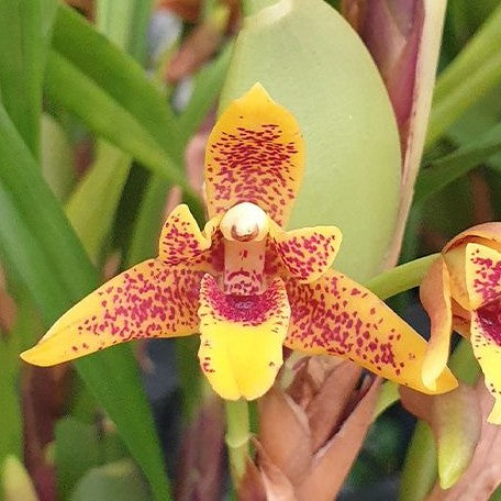 Maxillaria variabilis 2.5" *Preorder* (2924P:G) | US-Based Seller | Rare Orchid
