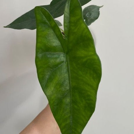 Alocasia princeps 2.5" Grower's Choice *Now In Stock* (2198P:G) | Rare Aroid