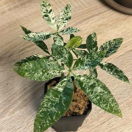 Pachira glabra 'Milky Way' variegated 2.5" unrooted stick *Preorder* (3486P:G) | US-Based Seller