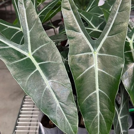 Alocasia longiloba 'Lowii Complex' 2.5" Grower's Choice *Now In Stock* (5596P:G) | Rare Aroid