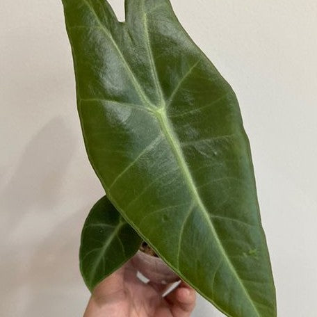 Alocasia longiloba 'Lowii Complex' 2.5" Grower's Choice *Now In Stock* (5596P:G) | Rare Aroid