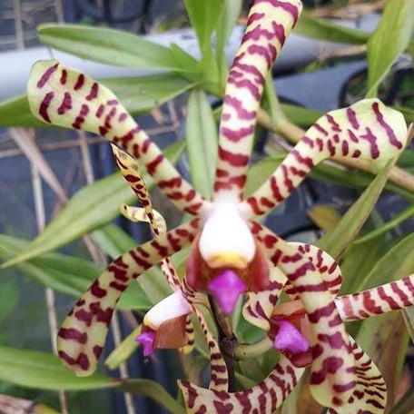 Arachnis Maggie Oei (variegata) variegated 2.5" Fragrant *Preorder* (2923P:G) | Rare Orchid
