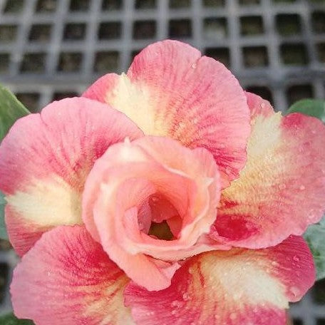 Adenium obesum 'Cupid' bareroot *Preorder* (3588P:3)