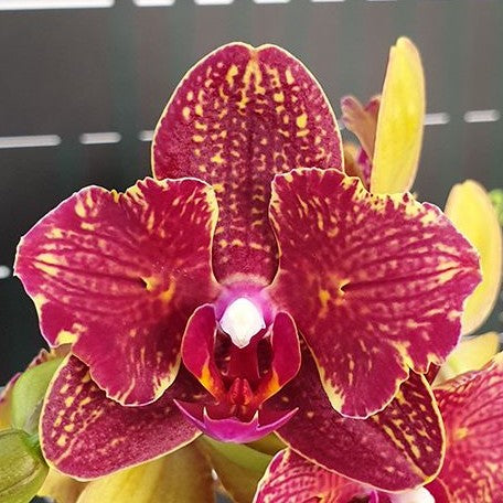 Phalaenopsis I Hsin Claire '551' (peloric 2 eyes) 2.5" *Preorder* (2638P:G) | US-Based Seller | Rare Orchid