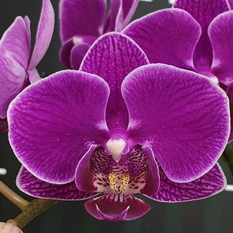 Phalaenopsis Sun Jye Diamond (variegata) variegated 2.5" x *Preorder* (2453P:G) | US-Based Seller | Rare Orchid