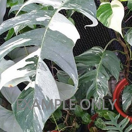 Epipremnum pinnatum Albo / White variegated LG (G:X5) [1214] | Exact Plant