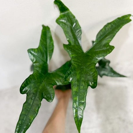 Alocasia nycteris batwing 2.5" *Preorder* (3832P:G) | Rare Aroid