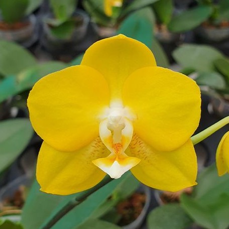 Phalaenopsis Sogo Shito 3.0" *Preorder* (5984P:3) | US-Based Seller | Rare Orchid