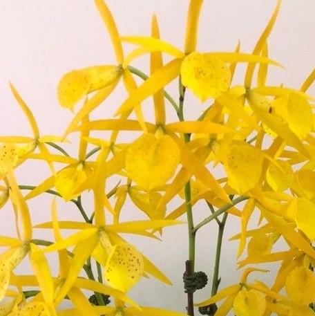 Brassocattleya Yellow Bird 'Tigertail' AM/AOS 2.5" *Preorder* (2327P:G) | US-Based Seller | Rare Orchid