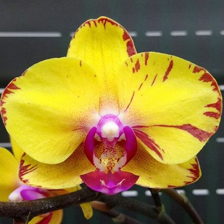 Phalaenopsis Sweet Girl 2.5" *Preorder* (2462P:G) | US-Based Seller | Rare Orchid