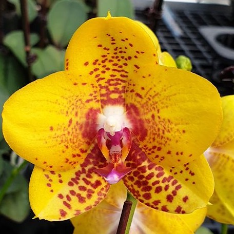 Phalaenopsis Ark's Kaiulani 2.5" *Preorder* (3201P:G) | US-Based Seller | Rare Orchid