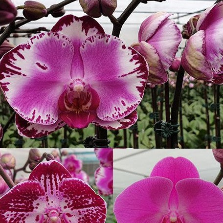 Phalaenopsis Pearl Beauty (variegata) variegated 2.5" x *Preorder* (2618P:G) | US-Based Seller | Rare Orchid