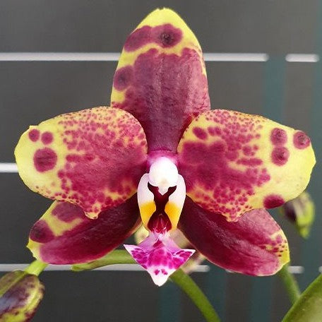 Phalaenopsis Allura Voodoo 2.5" Fragrant *Preorder* (5473P:G)