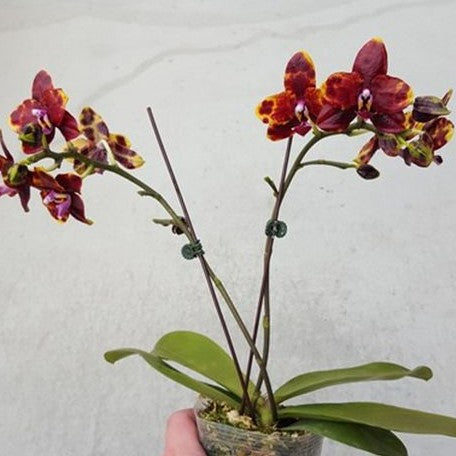 Phalaenopsis Allura Voodoo 2.5" Fragrant *Preorder* (5473P:G)