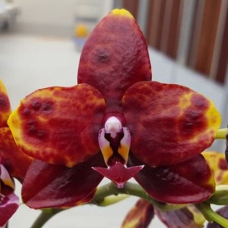 Phalaenopsis Allura Voodoo 2.5" Fragrant *Preorder* (5473P:G)