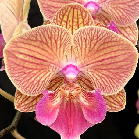 Phalaenopsis Tying Shin Eternal Star 'Golden Water' 2.5" *Preorder* (2714P:G) | US-Based Seller | Rare Orchid