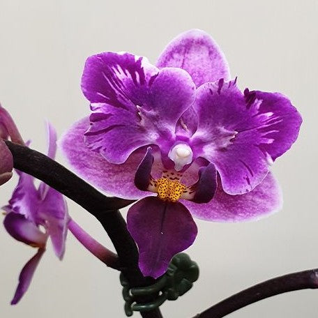 Phalaenopsis Miki Pink Fox (variegata & peloric) variegated 2.5" *Preorder* (5390P:3) | US-Based Seller | Rare Orchid