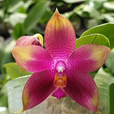 Phalaenopsis Meidarland Kaiulani '700' 2.5" *Preorder* (5465P:G) | US-Based Seller | Rare Orchid