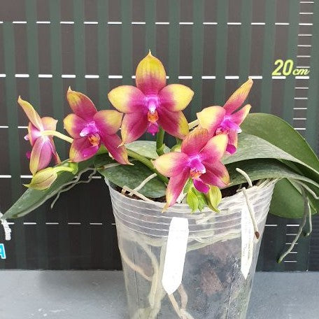 Phalaenopsis Meidarland Kaiulani '700' 2.5" Grower's Choice *Now In Stock* (5465P:G) | Rare Orchid