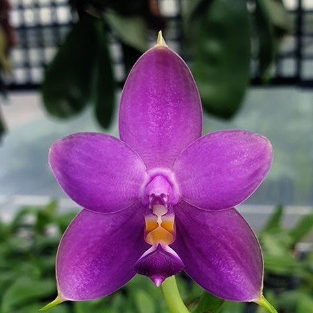 Phalaenopsis Samera var. blue × sib 2.5" Grower's Choice *Now In Stock* (5929P:3) | Rare Orchid
