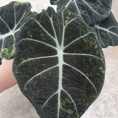 Alocasia reginula Variegated 2.5" *Preorder*