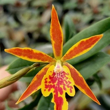 Epicatanthe Hsiang Yu Gold Coast 'Fireworks' 2.5" Grower's Choice *Now In Stock* (5994P:3)