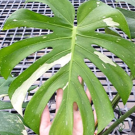 Monstera deliciosa 'Thai Constellation' variegated 1.7" *Preorder* (3924P:G) | Rare Aroid