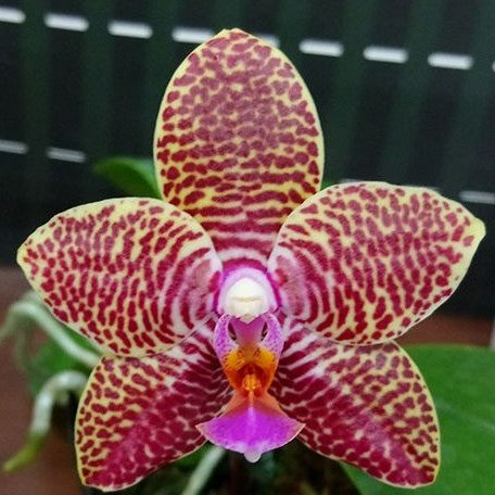 Phalaenopsis Perfection Is 'Chen' 2.5" *Preorder* (5632P:G) | US-Based Seller | Rare Orchid