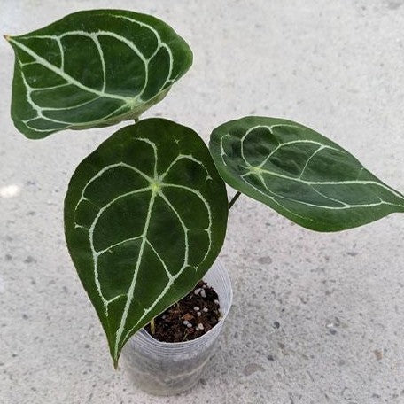 buy anthurium forgetii Anthurium forgetii 3.5" Grower's Choice *In Stock* – OrchidBox