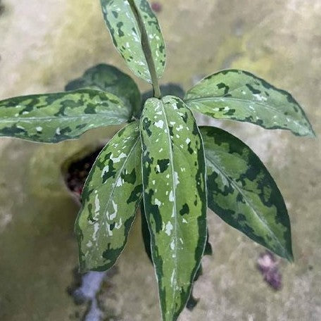 Aglaonema – OrchidBox