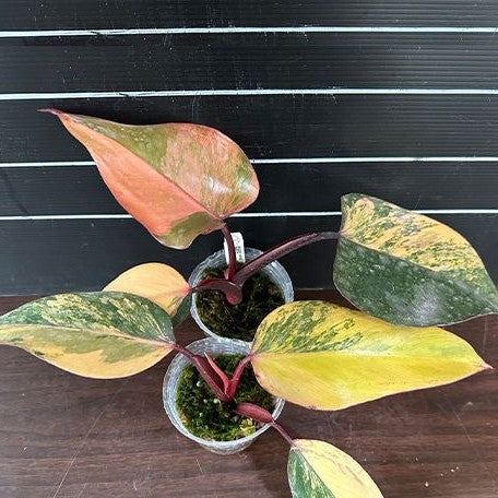 Philodendron Strawberry Shake variegated 2.5" *Preorder* (3883P:G)