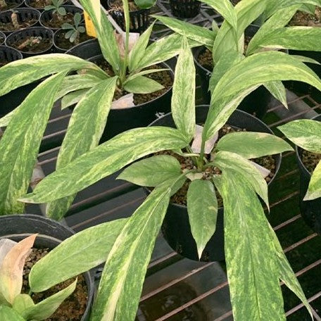 1710814390069059b7ef840f0c74a814ec9237b6ec-.webp