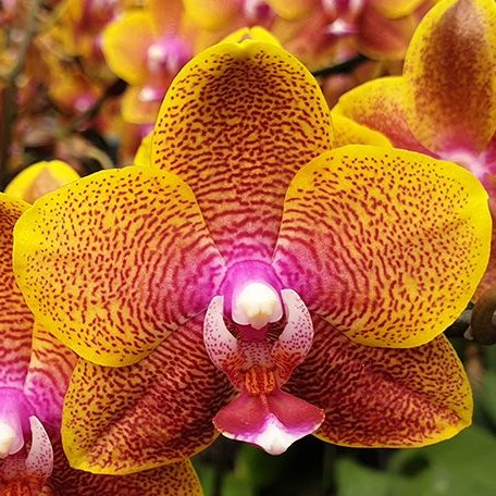 Phalaenopsis Sogo Lawrence 3.0" *Preorder* (6196P:G) | US-Based Seller | Rare Orchid