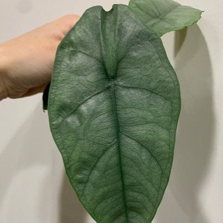 Alocasia heterophylla 'Silver' 2.5" *Preorder* (2194P:G)