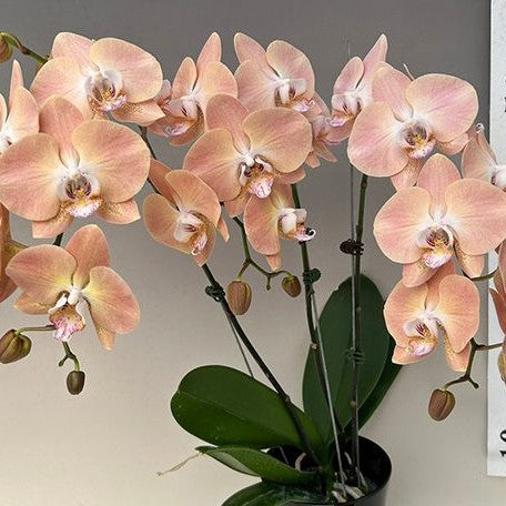 Phalaenopsis Harck Antique 2.5" *Preorder* (6204P:G) | US-Based Seller | Rare Orchid