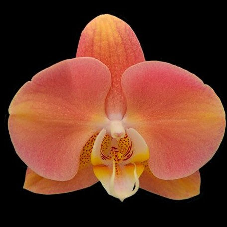 Phalaenopsis Harck Marigold 2.5" *Preorder* (6203P:G) | US-Based Seller | Rare Orchid