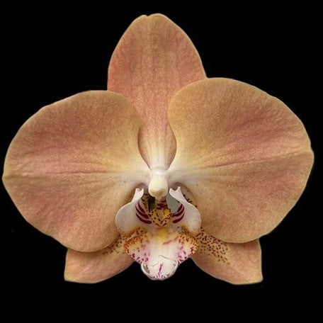 Phalaenopsis Harck Antique 2.5" *Preorder* (6204P:G) | US-Based Seller | Rare Orchid
